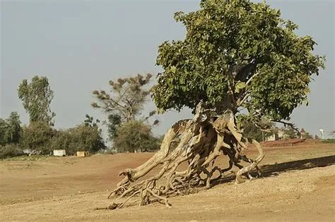  The Runaway Tree - A Folk Story From 12th Century Brazil That Will Leave You Scratching Your Head